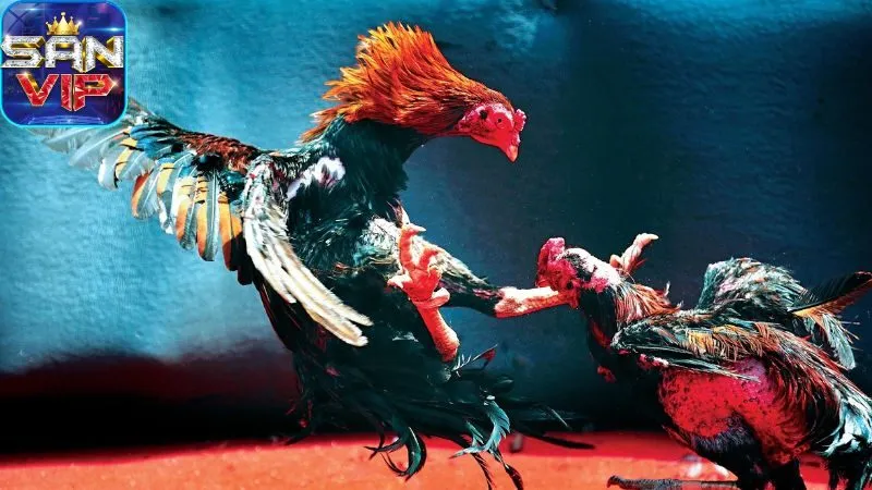 sanh-da-ga-cock-ighting